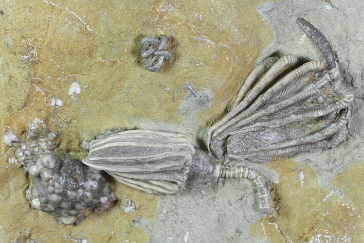 Beautiful Crinoid Plate ( species) - Crawfordsville #94338